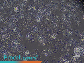 Bright-field images of cell morphology