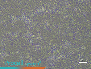 Bright-field images of cell morphology