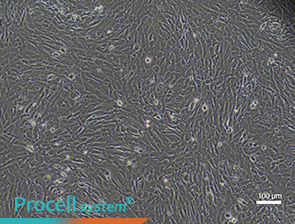 Bright-field images of cell morphology