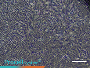 Bright-field images of cell morphology