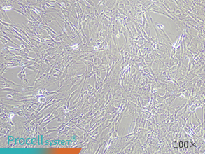 Bright-field images of cell morphology