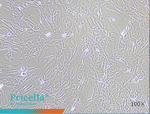 Bright-field images of cell morphology