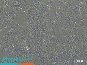 Bright-field images of cell morphology