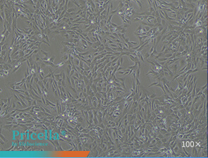Bright-field images of cell morphology