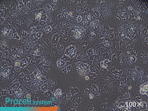 Bright-field images of cell morphology