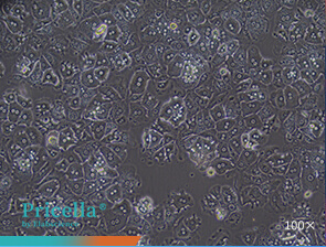 Bright-field images of cell morphology