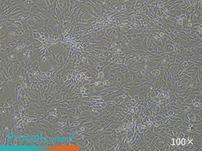 Bright-field images of cell morphology