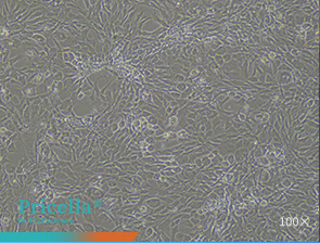 Bright-field images of cell morphology