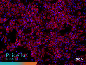 Immunofluorescence assay (Collagen I)