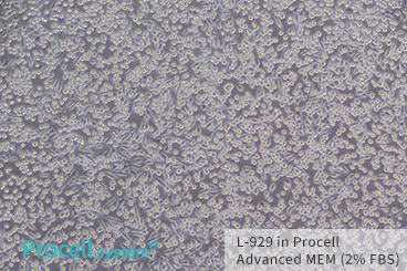Comparison of L-929 cell growth in Procell Advanced MEM (Cat. No.: PM153410) and Company A's Advanced MEM with 0.5-5% FBS