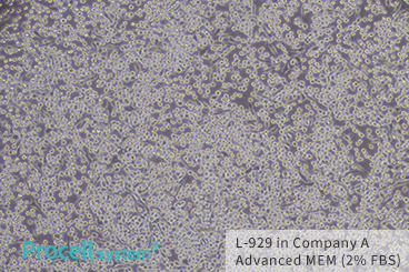 L-929 in Company A Advanced MEM (2% FBS)