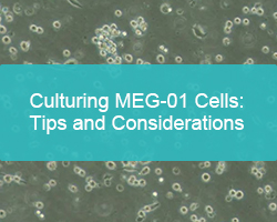 Culturing MEG-01 Cells: Tips and Considerations - cover