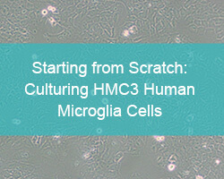 Starting from Scratch: Culturing HMC3 Human Microglia Cells - cover