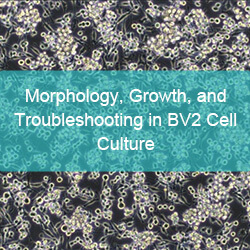 Morphology, Growth, and Troubleshooting in BV2 Cell Culture - cover