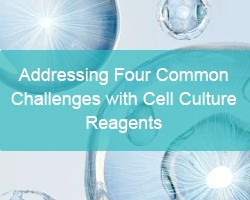 Addressing Four Common Challenges with Cell Culture Reagents