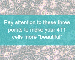 Pay attention to these three points to make your 4T1 cells more &ldquo;beautiful&rdquo; - cover