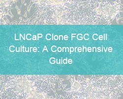 LNCaP Clone FGC Cell Culture: A Comprehensive Guide - cover