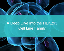 A Deep Dive into the HEK293 Cell Line Family - cover
