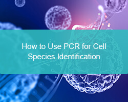 How to Use PCR for Cell Species Identification - cover