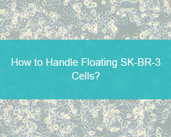 How to Handle Floating SK-BR-3 Cells? - cover