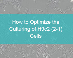 How to Optimize the Culturing of H9c2 (2-1) Cells - cover