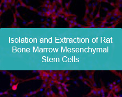 Isolation and Extraction of Rat Bone Marrow Mesenchymal Stem Cells - cover