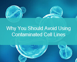 Why You Should Avoid Using Contaminated Cell Lines - cover