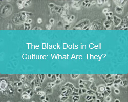 The Black Dots in Cell Culture: What Are They? - cover