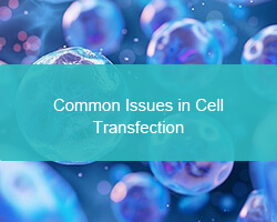 Common Issues in Cell Transfection - cover