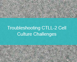 Troubleshooting CTLL-2 Cell Culture Challenges - cover