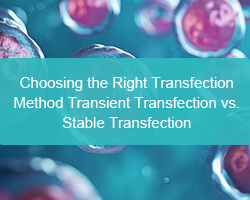 Choosing the Right Transfection Method: Transient Transfection vs. Stable Transfection - cover