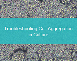 Troubleshooting Cell Aggregation in Culture - cover