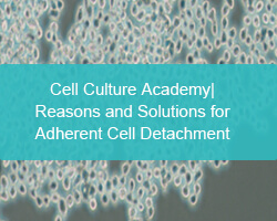 Cell Culture Academy| Reasons and Solutions for Adherent Cell Detachment - cover