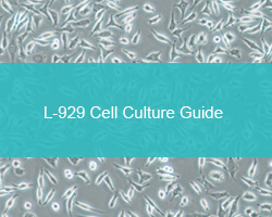 L-929 Cell Culture Guide