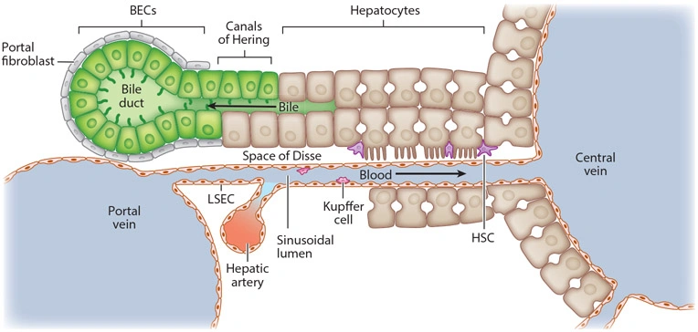 Troubleshooting Hepatocyte and Non-parenchymal Cell Isolation: Essential Tips for Successful Cell Preparation-1