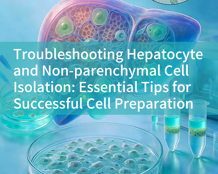 Troubleshooting Hepatocyte and Non-parenchymal Cell Isolation: Essential Tips for Successful Cell Preparation - cover