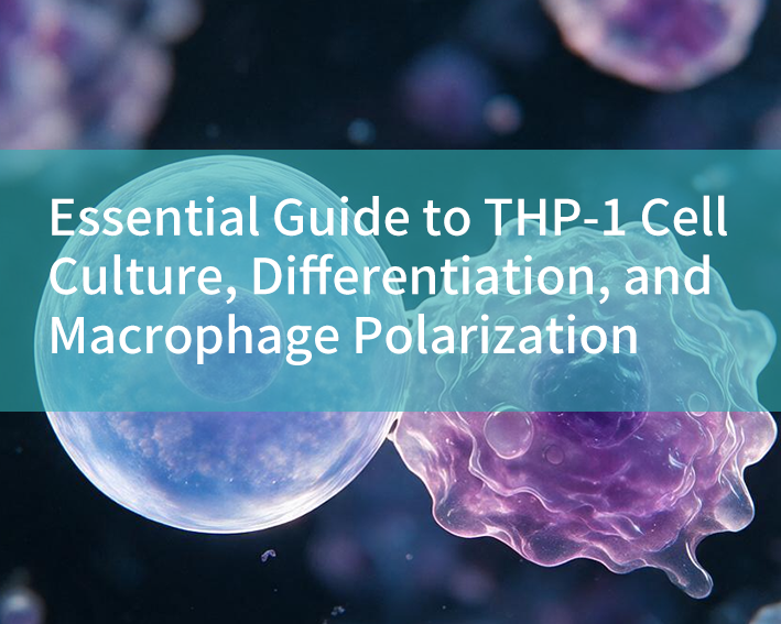 Essential Guide to THP-1 Cell Culture, Differentiation, and Macrophage Polarization - cover