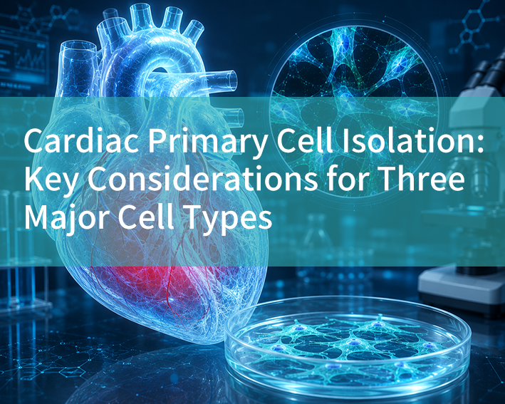 Cardiac Primary Cell Isolation: Key Considerations for Three Major Cell Types - cover