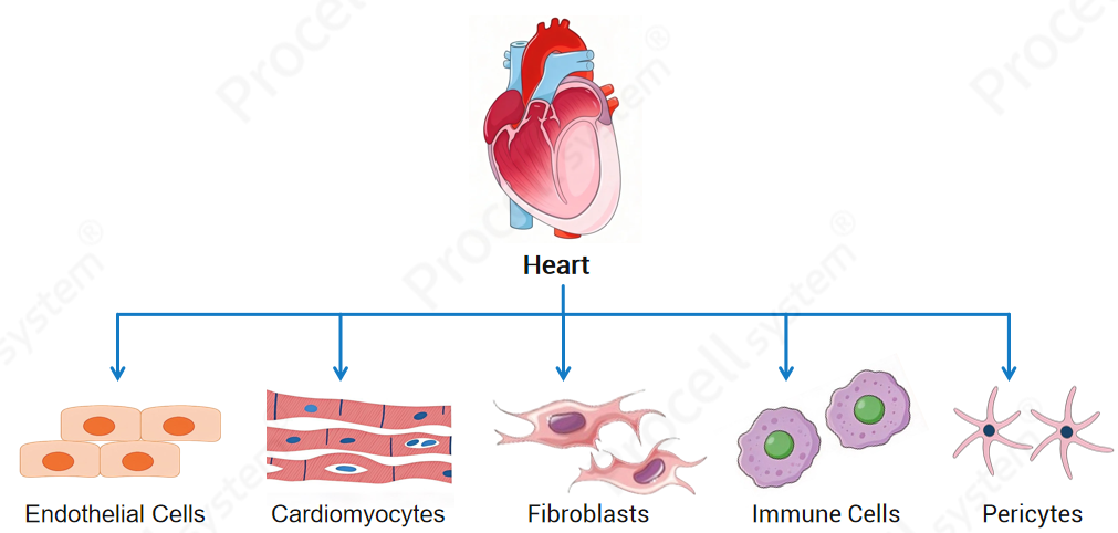 Cardiac Primary Cell Isolation: Key Considerations for Three Major Cell Types-1