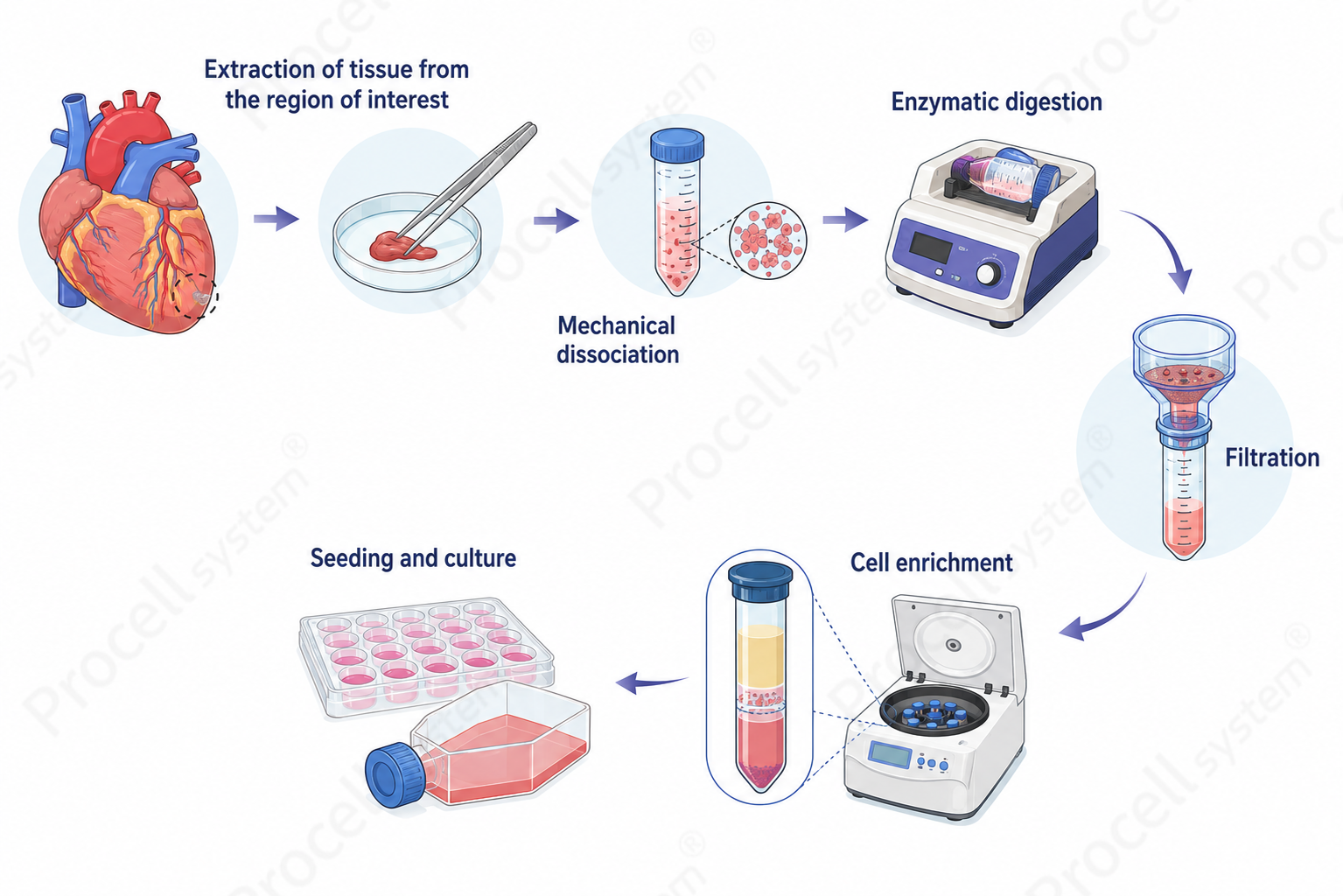 Cardiac Primary Cell Isolation: Key Considerations for Three Major Cell Types-2