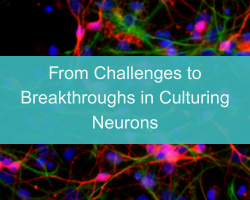 From Challenges to Breakthroughs in Culturing Neurons - cover