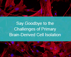 Say Goodbye to the Challenges of Primary Brain-Derived Cell Isolation - cover