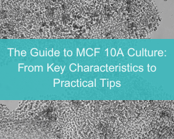The&ensp;Guide to MCF 10A Culture: From Key Characteristics to Practical Tips - cover