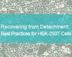 Recovering from Detachment: Best Practices for HEK-293T Cells - cover