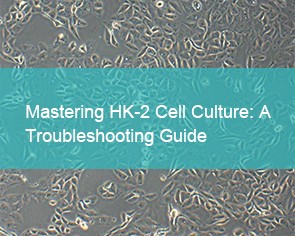 Mastering HK-2 Cell Culture Troubleshooting Guide - cover
