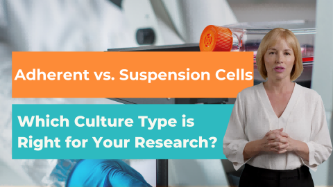 Adherent vs. Suspension Cells: Which One Should You Choose? - cover