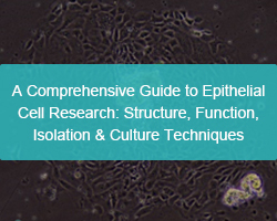 A Comprehensive Guide to Epithelial Cell Research: Structure, Function, Isolation & Culture Techniques - cover
