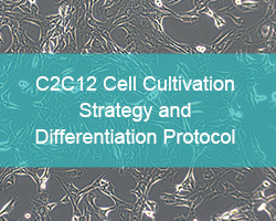 C2C12 Cell Cultivation Strategy and Differentiation Protocol - Pricella - cover