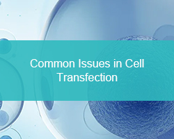Common Issues in Cell Transfection - cover
