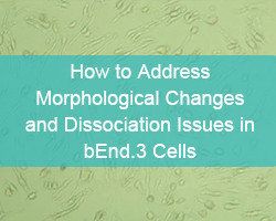 How to Address Morphological Changes and Dissociation Issues in bEnd.3 Cells - cover